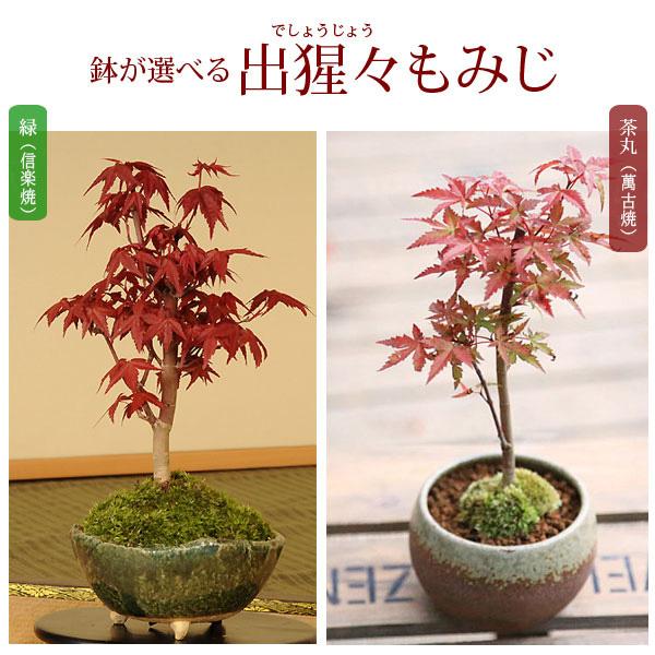 竹鳳 焼締変形盆栽鉢 貴風盆栽 小品盆栽 文人木 寄せ植え 山野草 竹鳳