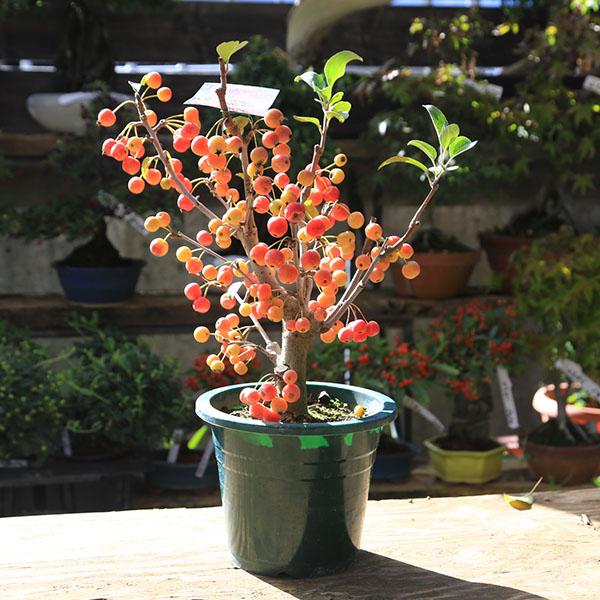 庭木・植木：深山海棠（ミヤマカイドウ）桜姫 6号* みやまかいどう