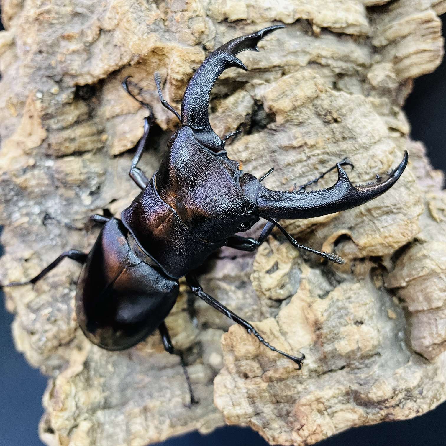 マンディブラリスフタマタクワガタの販売 2026年 ペットショップJaRep