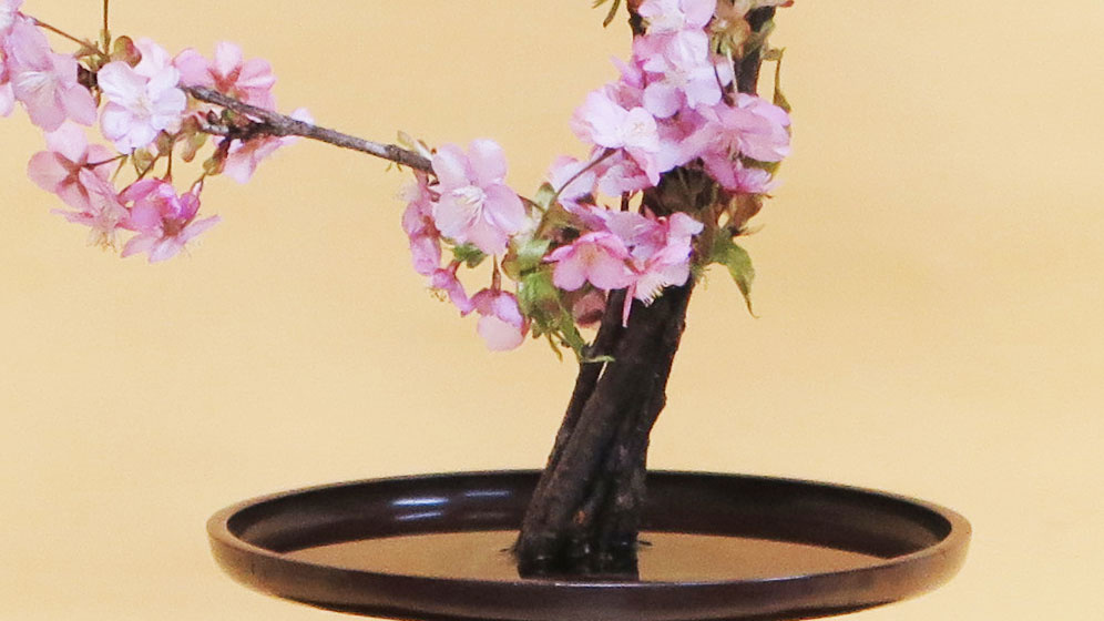 TOP of 華道家・華艸齊宗雲