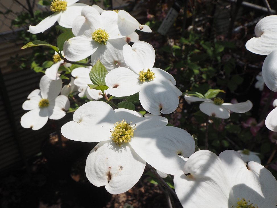 ハナミズキ園芸品種