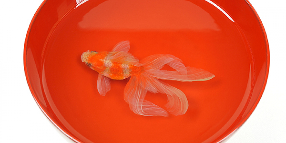 まるで生きているかのような金魚のアートを約300点展示 神戸