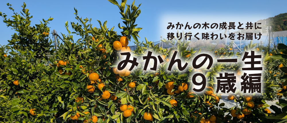 みかんの一生9歳編｜みかんの木の成長とともに移りゆく味わいをお届け