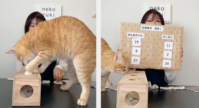 猫さんの福袋2026 | nekozuki（ねこずき）猫用品の販売