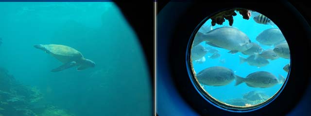 串本海中公園 スマホサイト