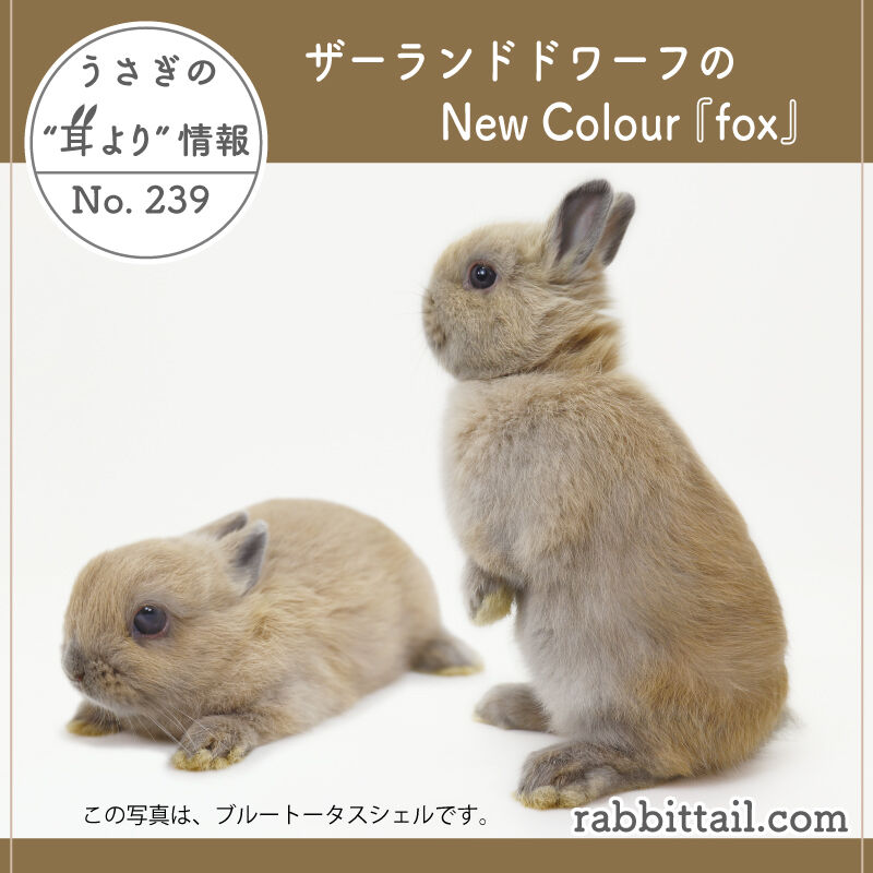 うさぎの耳より情報 No.239 ネザーランドドワーフのNew Color『fox
