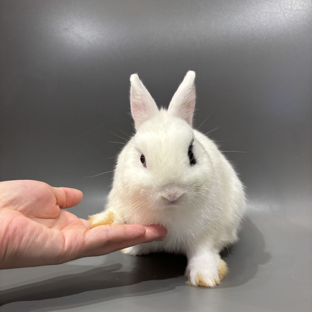 新入りうさちゃん紹介します！ : うさぎブログ うさぎのしっぽ公式