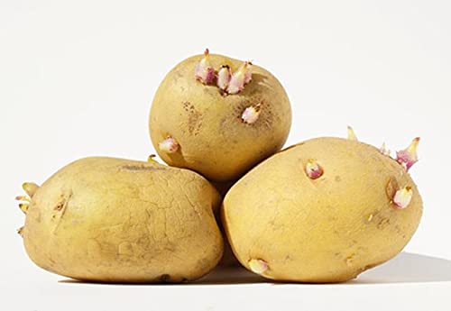 Amazon.co.jp: 種芋 インカのめざめ 北海道産 じゃがいも 2kg（正規品