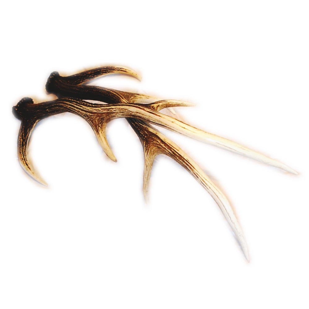 Amazon.co.jp: 【ノーブランド品】 北海道産 蝦夷鹿（エゾシカ）の角