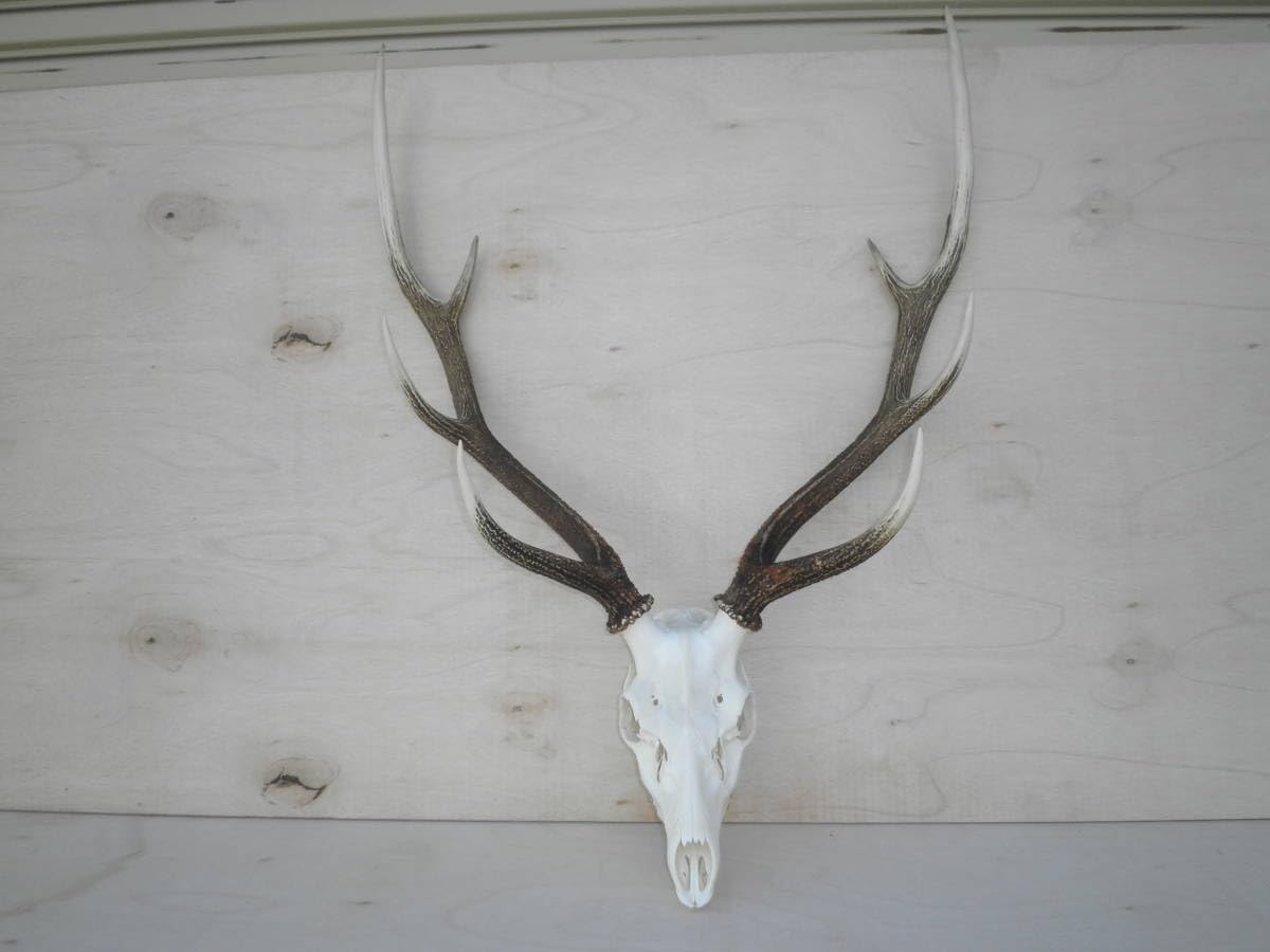 Amazon.co.jp: 北海道釧路産蝦夷鹿の角鹿角えぞ鹿エゾ鹿剥製スカル