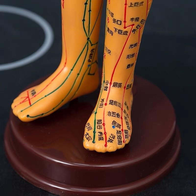 Amazon.co.jp: 鍼灸モデル鍼灸経絡モデル鍼灸モデル鍼灸経穴模型 人体