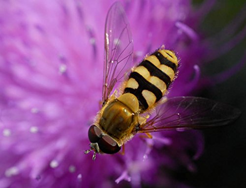Amazon | TAMRON 単焦点マクロレンズ SP AF90mm F2.8 Di MACRO 1:1