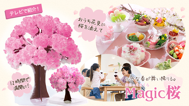 Amazon | マジック桜 (スタンダード) 10時間で咲く不思議な桜