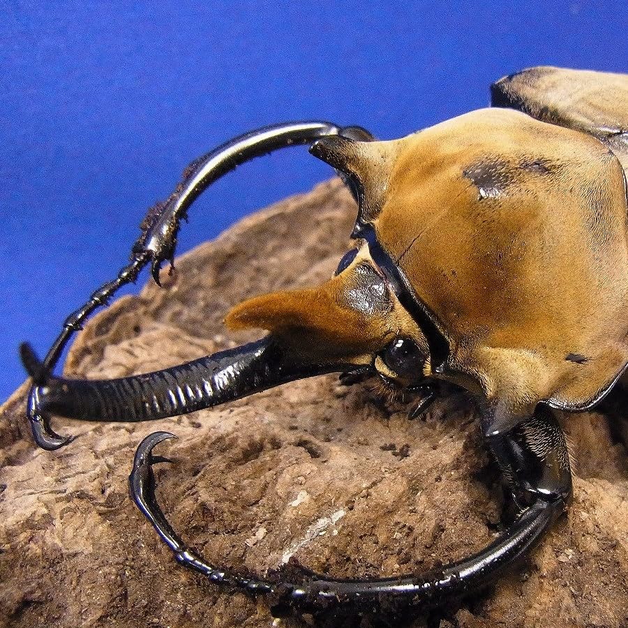 Amazon | 【BIG HORN】エレファスゾウカブト3令幼虫ペア+今ならカブト