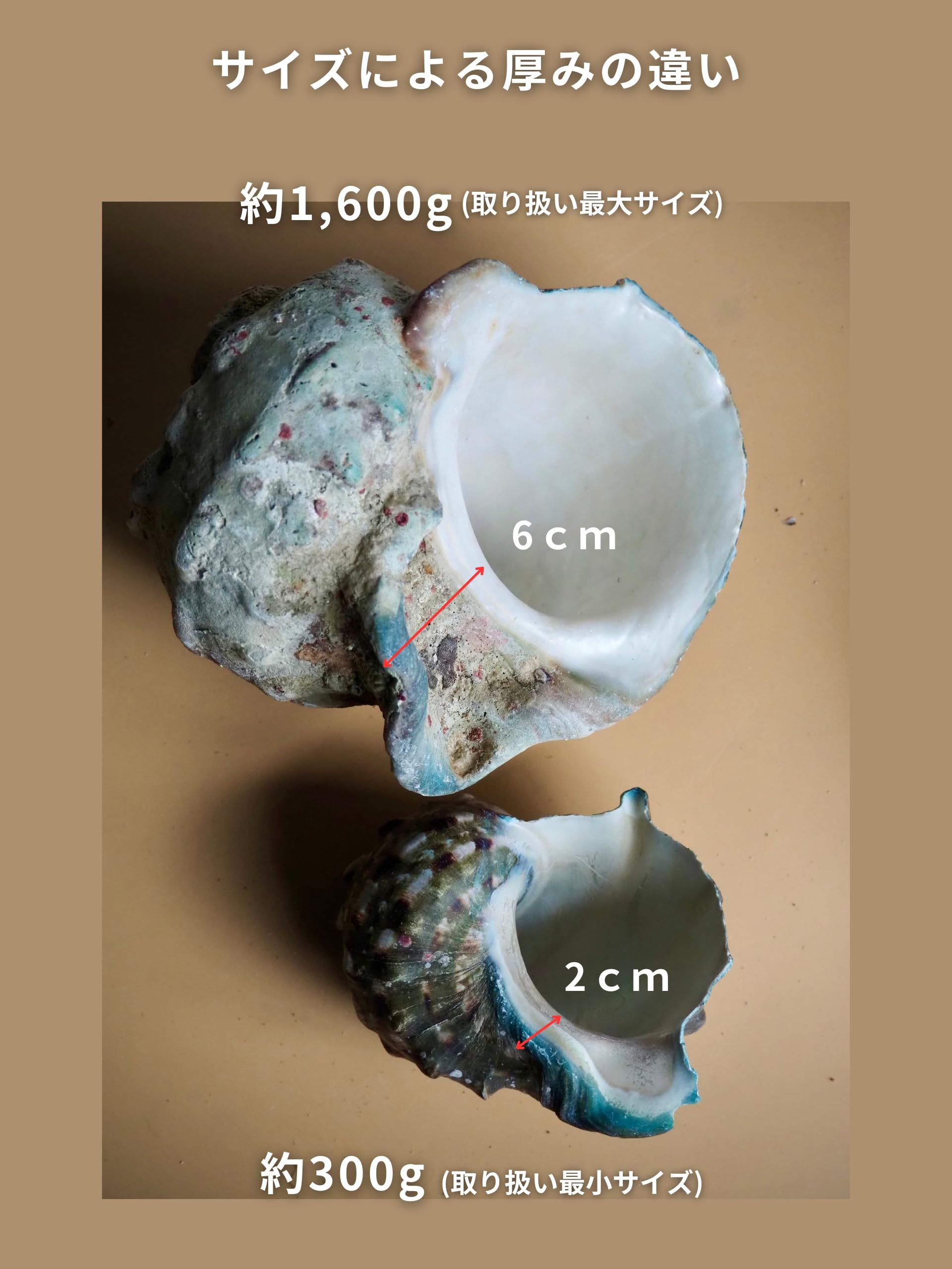 Amazon.co.jp: 【貝殻の問屋さん】夜光貝(貝殻のみ)【約400～499g/1個