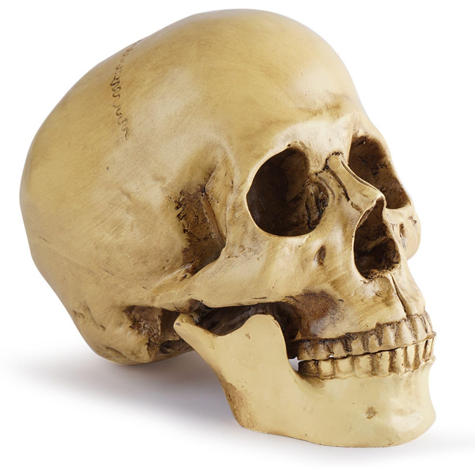 Amazon.co.jp: CHASO 頭蓋骨 インテリア ハロウィン スカル ホラー