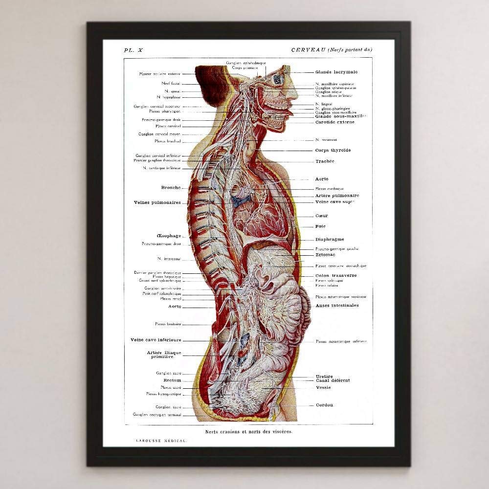 Amazon.co.jp: 人体解剖図 断面図 医学 イラスト アート 沢 ポスター