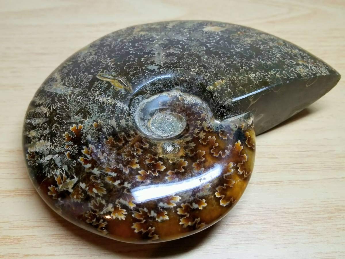 Amazon.co.jp: 【縫合線384g】アンモナイト化石オパールアンモライト