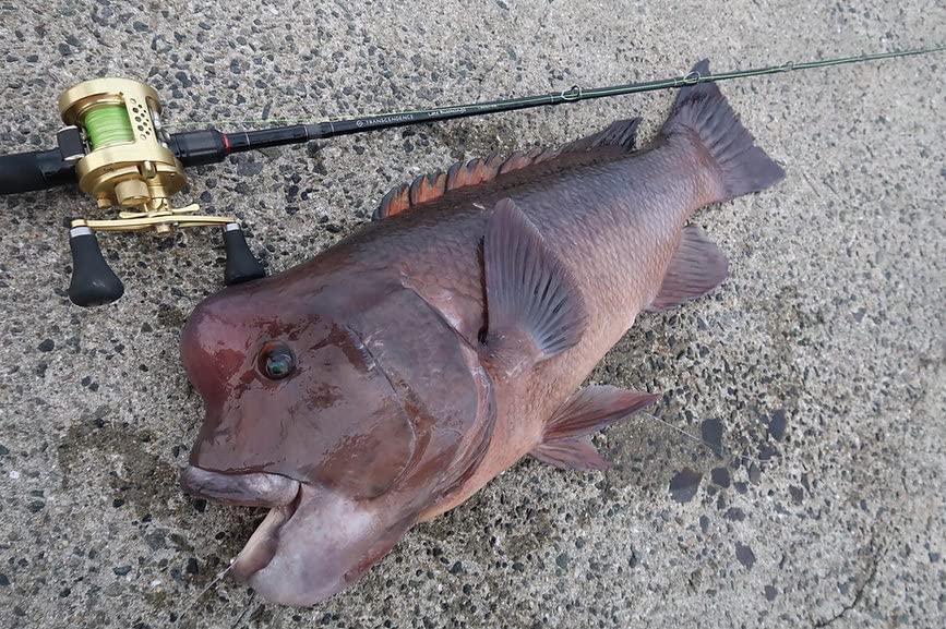 Amazon | TRANSCENDENCE トランスセンデンス レイトブルーミングス 510