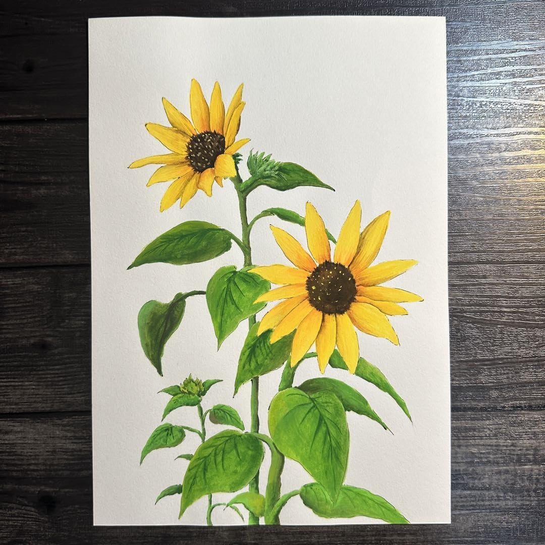 Amazon.co.jp: B5サイズ ひまわり ボタニカルアート アクリル絵の具