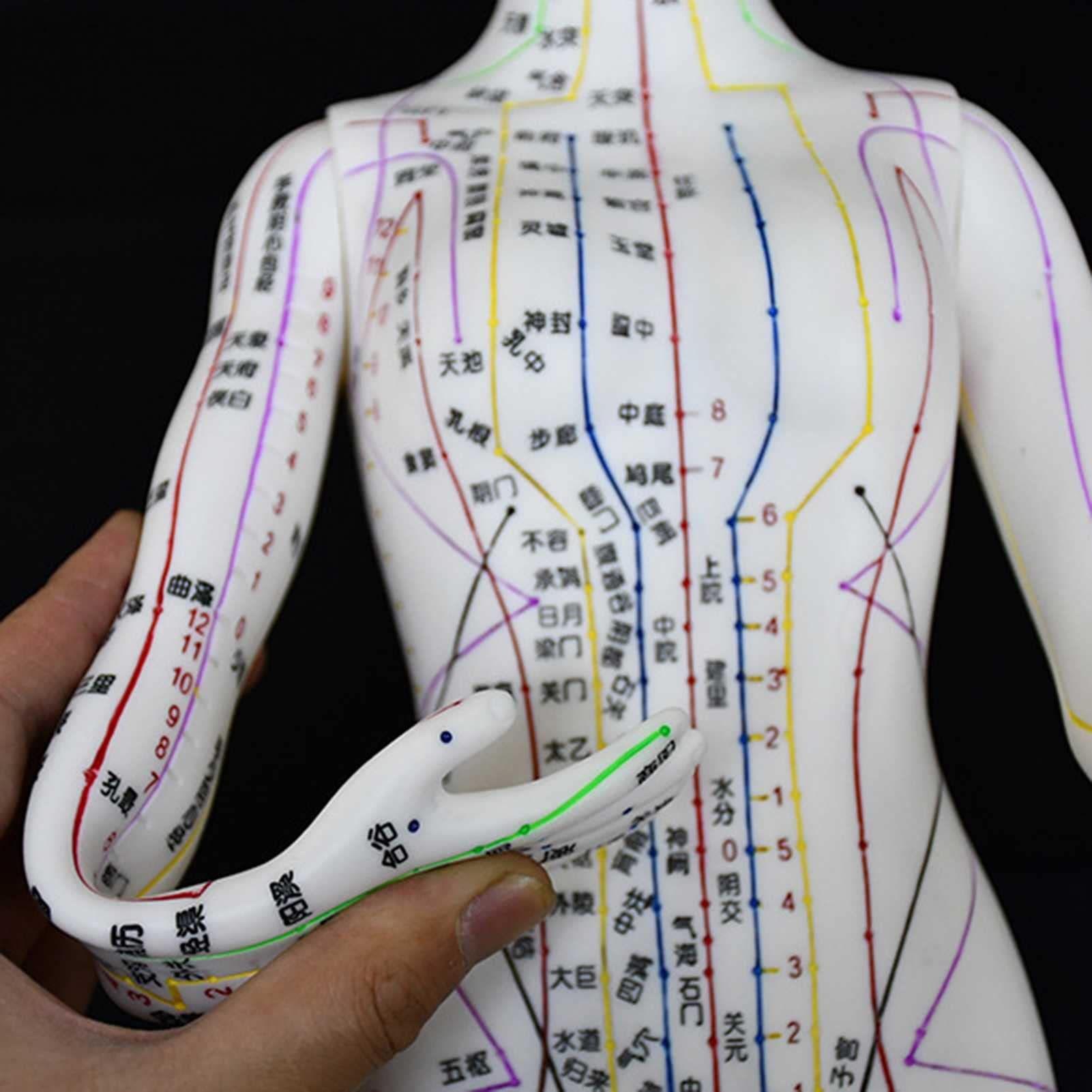 Amazon | 鍼灸モデル、人体の鍼灸モデル52cmクリア経絡ツボモデル男性