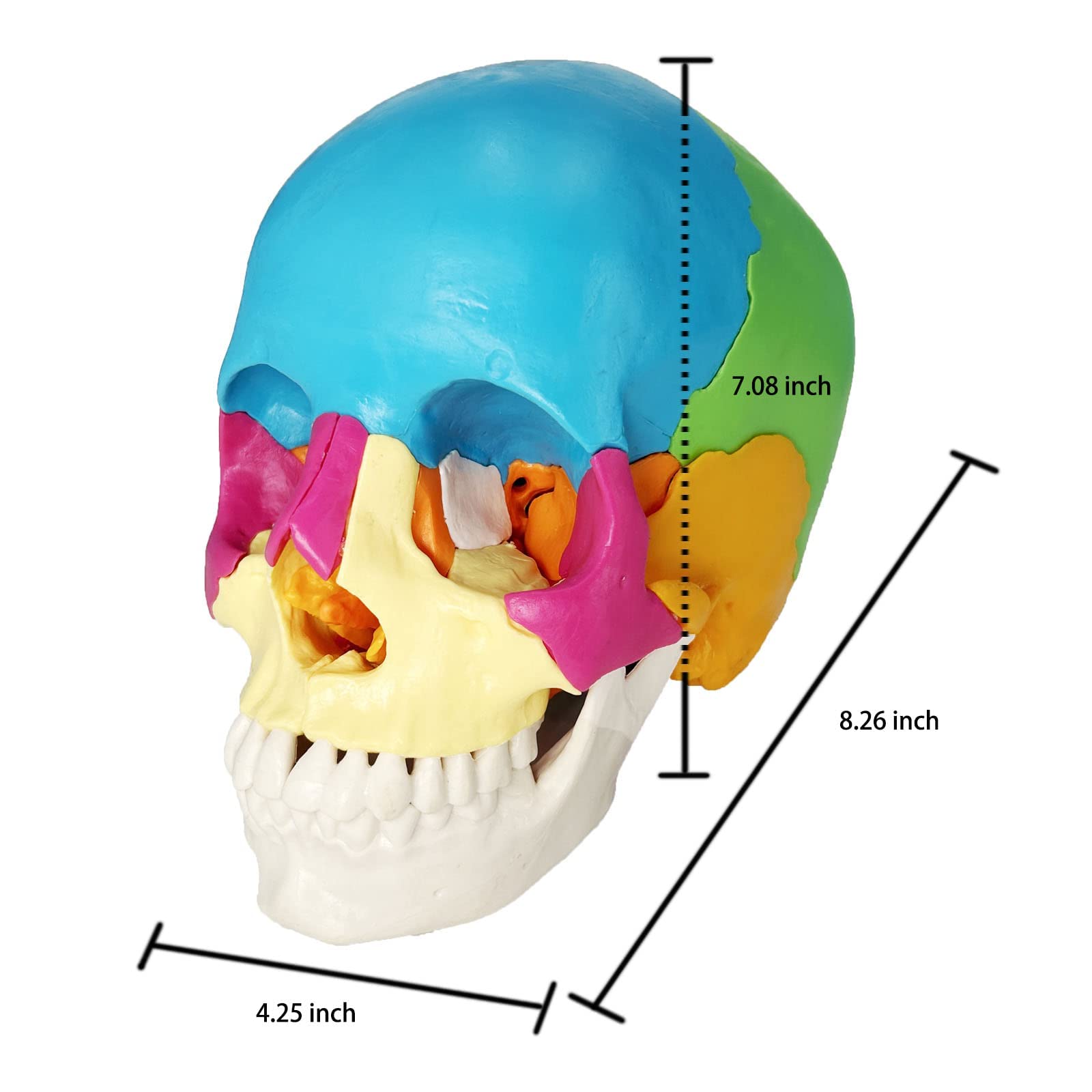 Amazon.co.jp: カラードスカル 22個の骨に分解 本物の人間の頭蓋骨から