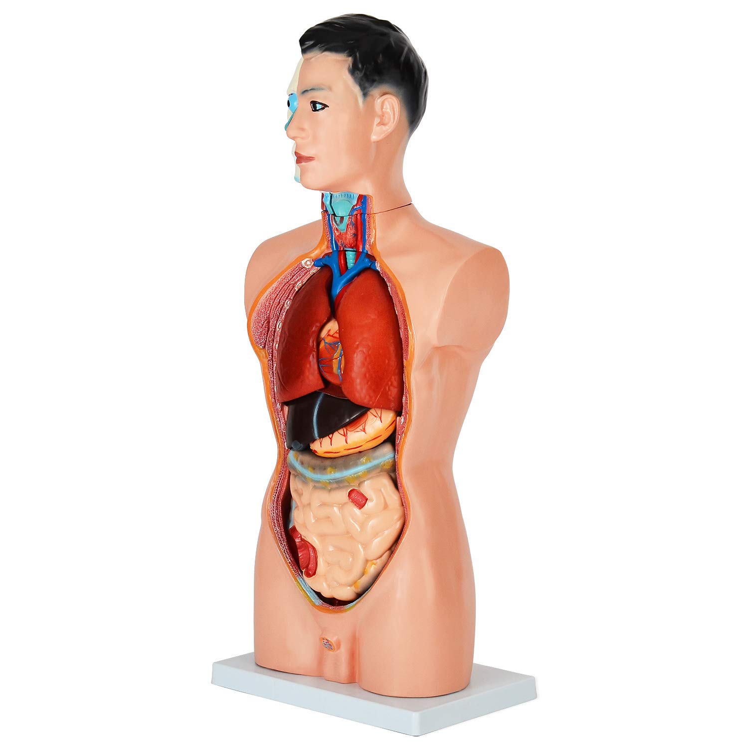 Amazon.co.jp: [JUEKO]人体模型 男性モデル [全18パーツ 85㎝] 人体