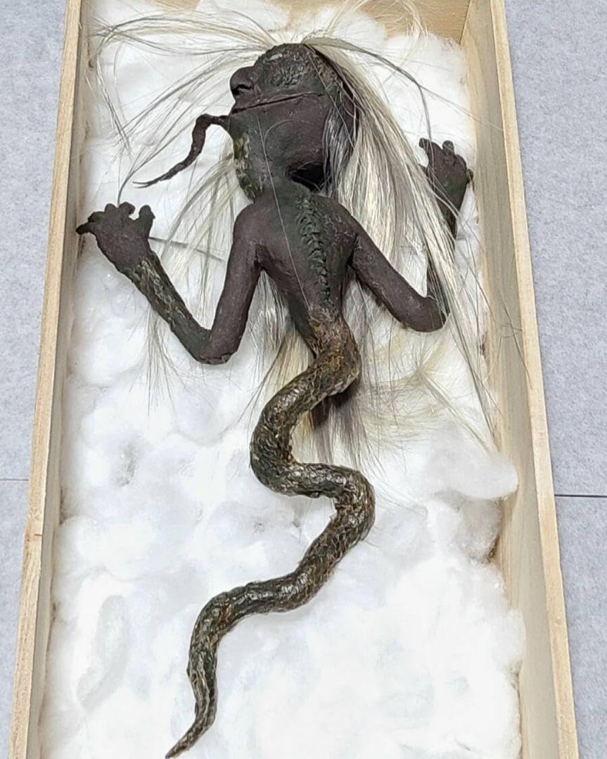 Amazon | 一点物 妖怪 蛇女 ミイラ ひらくち様 怪奇標本 ミイラ 化物語