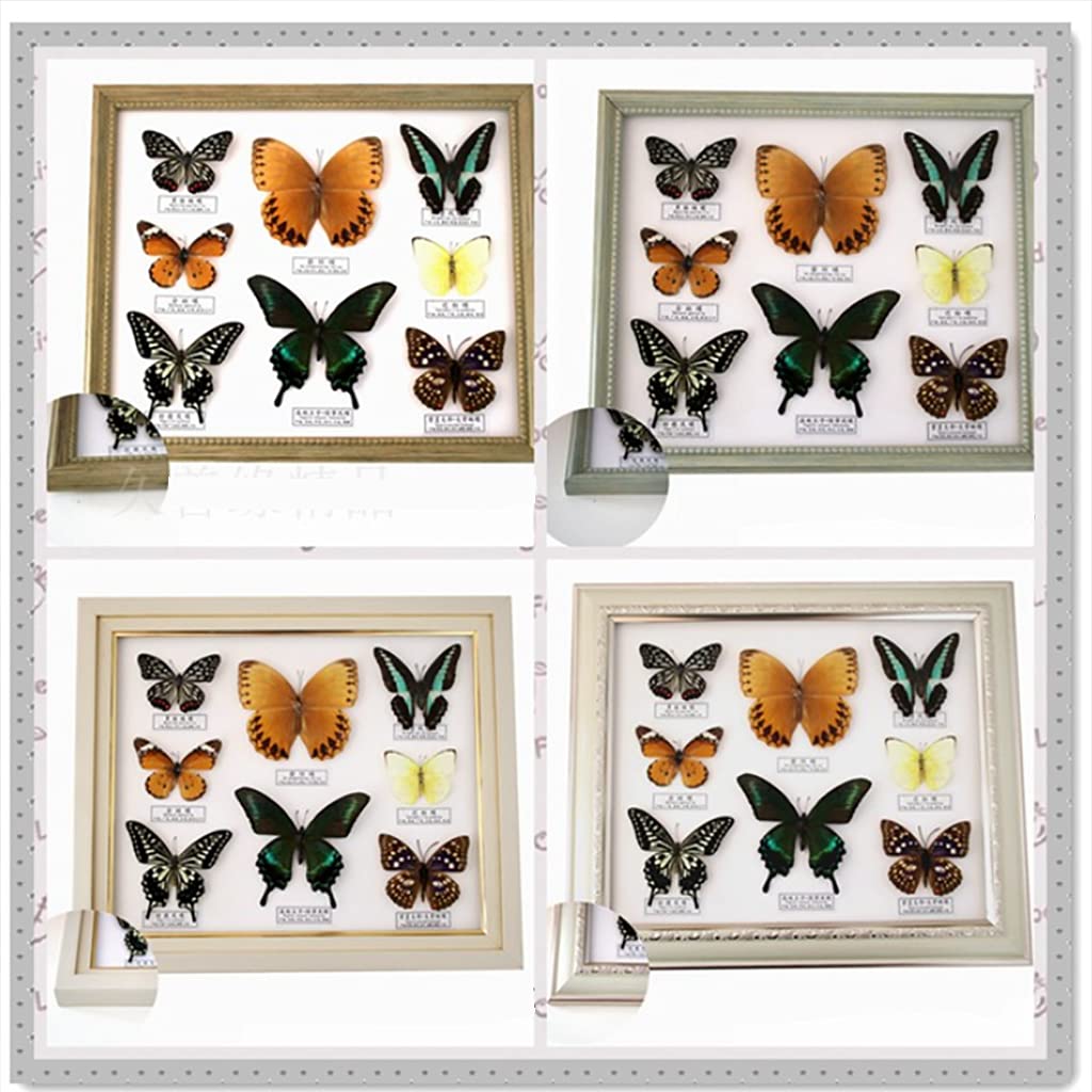Amazon.co.jp: 昆虫標本、絶妙な蝶標本展示、本物の額入り蝶剥製、8