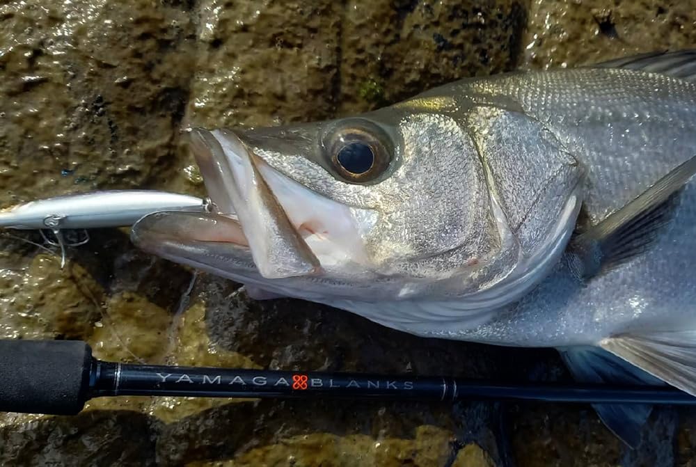 Amazon | ヤマガブランクス 88 チェイン | ヤマガブランクス(YAMAGA