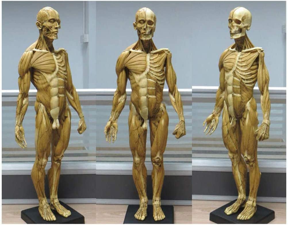 Amazon.co.jp: 人体模型 Manikin 人体モデル 1:3 人体筋肉模型 筋肉と