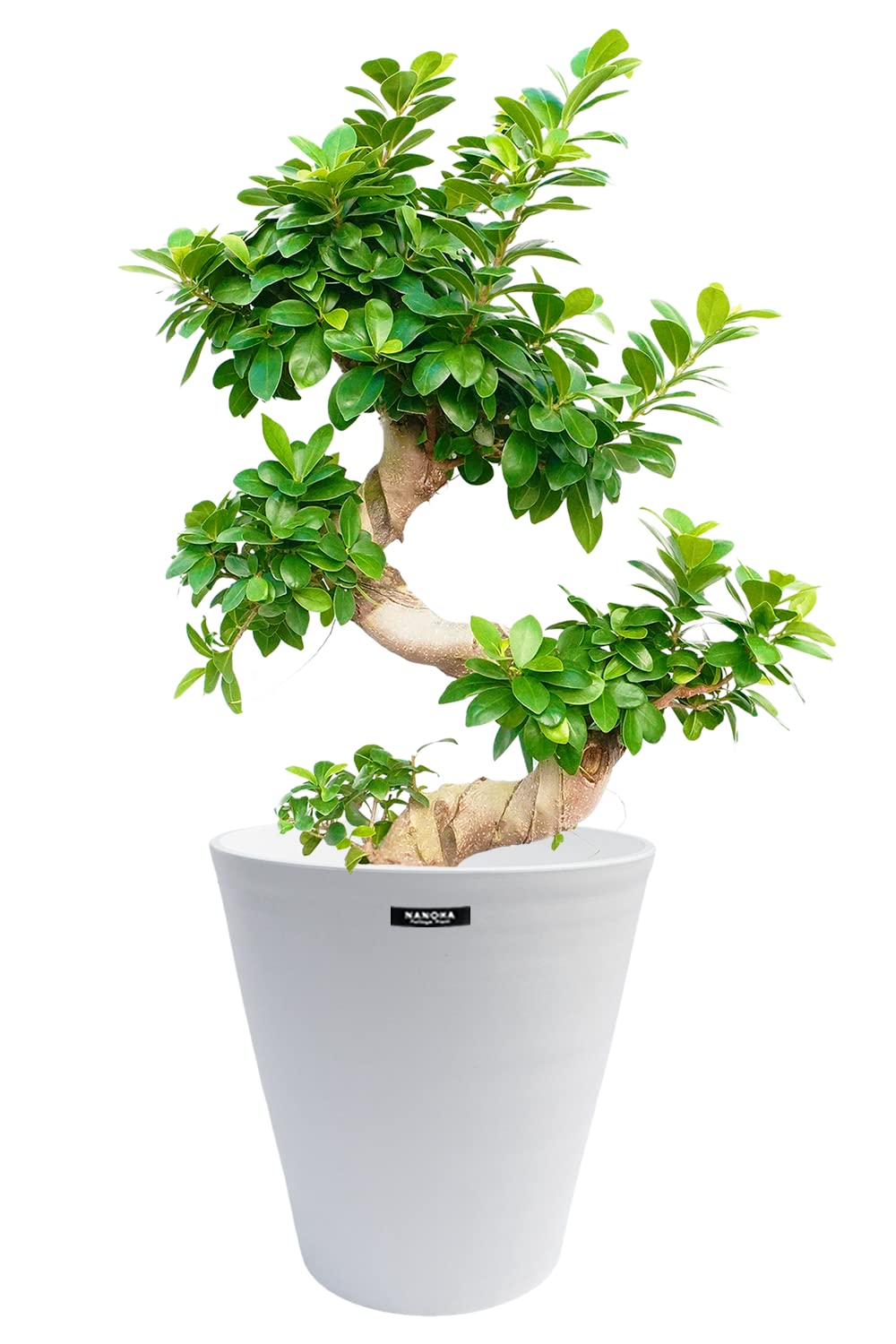 Amazon｜ガジュマルS字 育てやすい大型サイズ 7号 高さ70～80cm 観葉