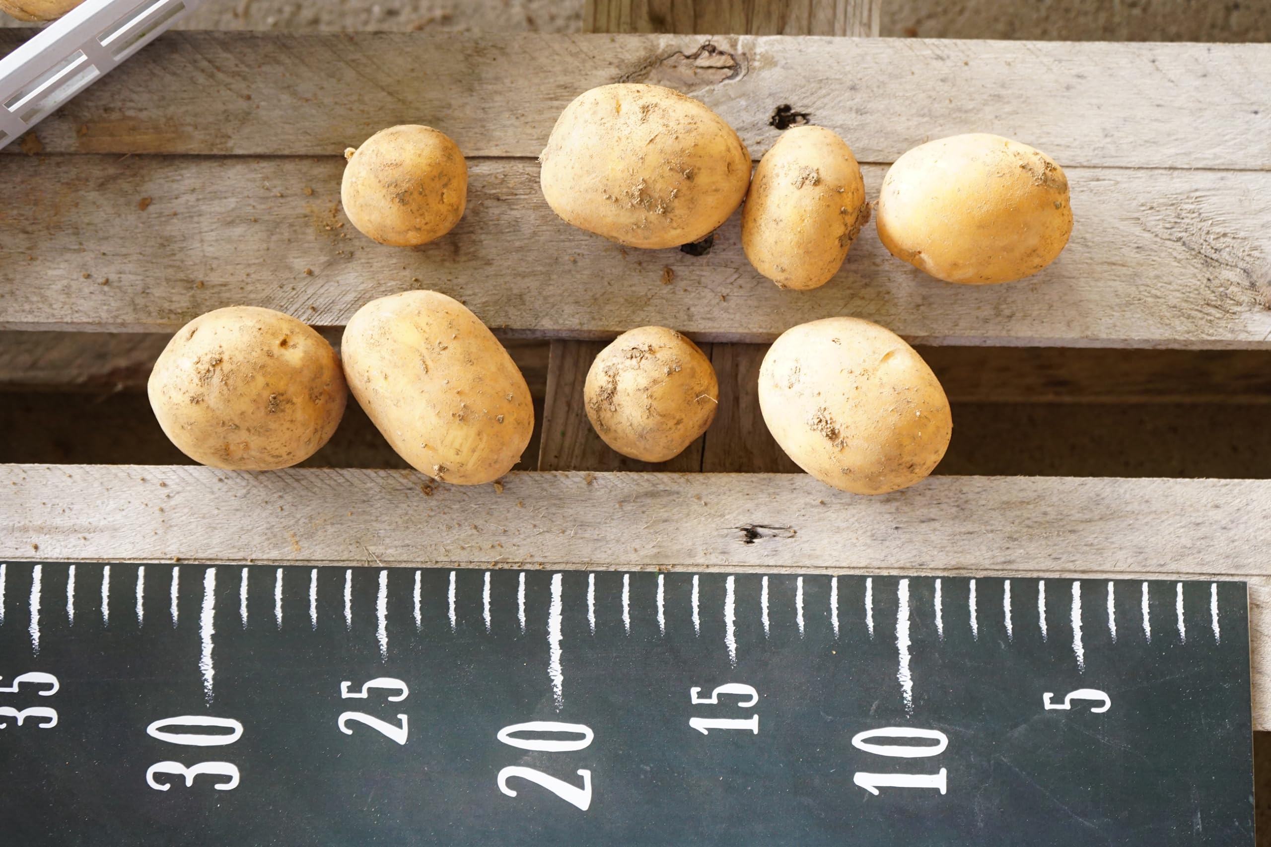 Amazon | はなみどり ジャガイモ インカのめざめ 種芋 1