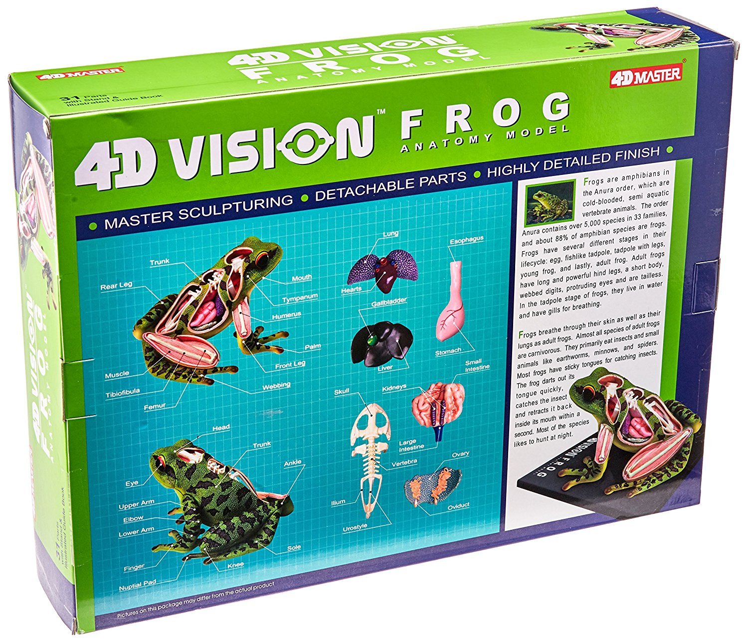 Amazon | 立体パズル 4D VISION 動物解剖 カエル解剖モデル [並行輸入