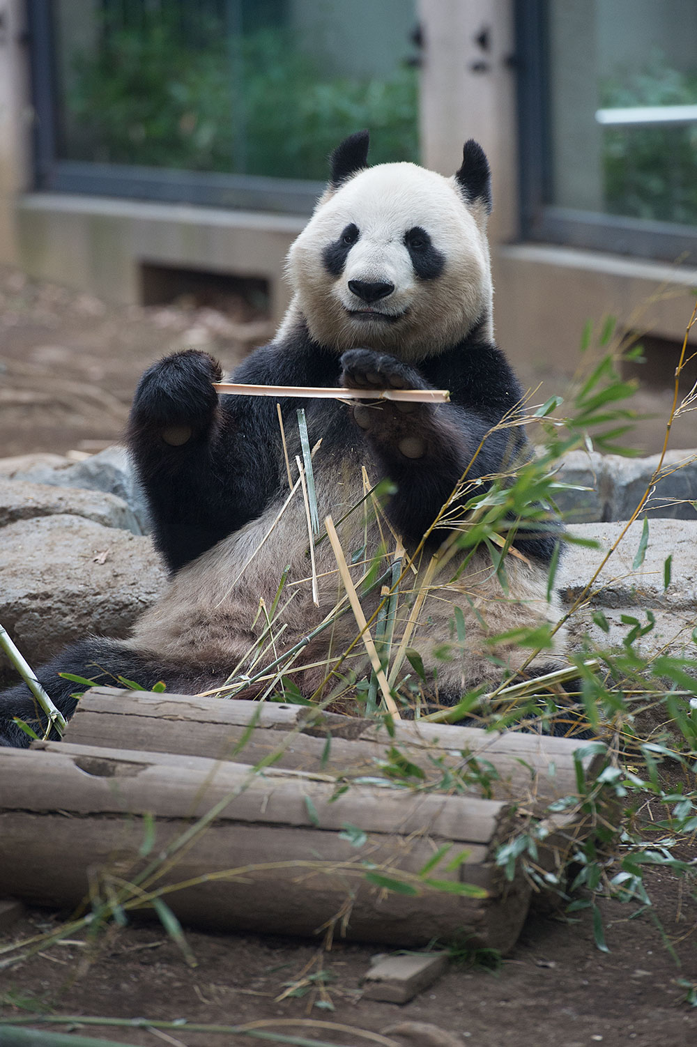 今日のパンダ（1736日目）