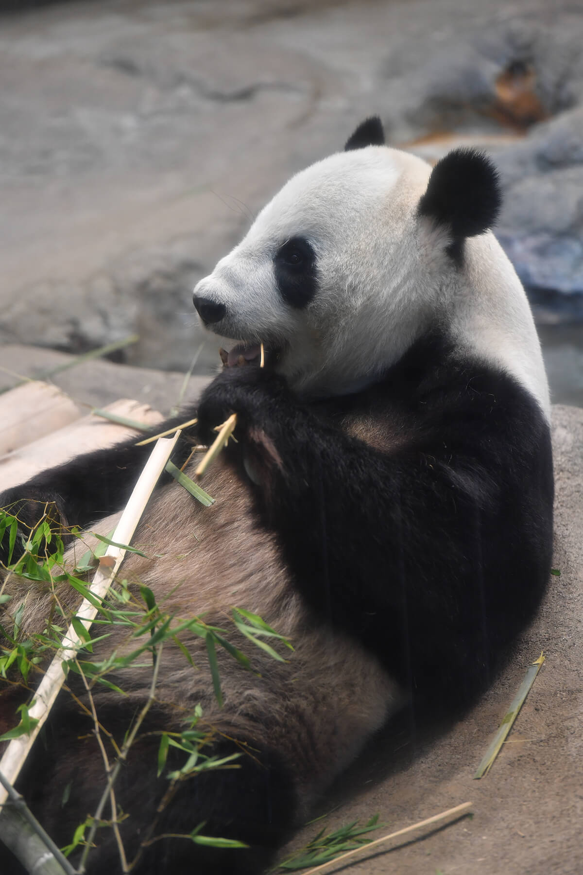 今日のパンダ（2198日目）