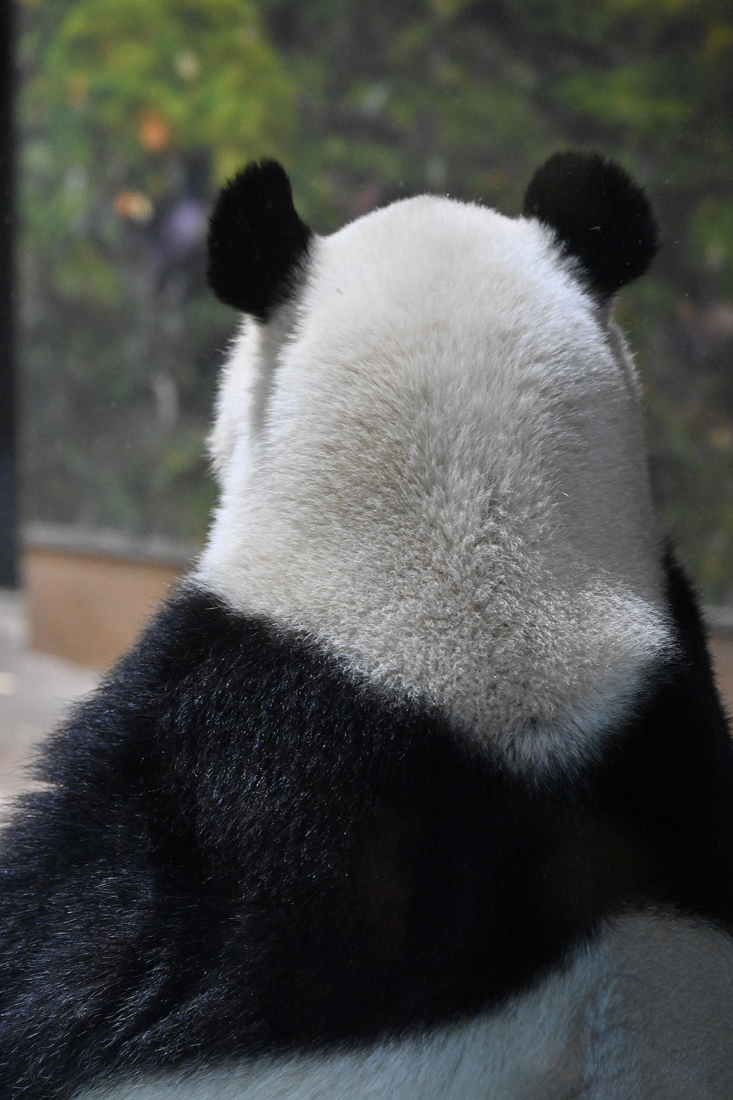 今日のパンダ（4051日目）