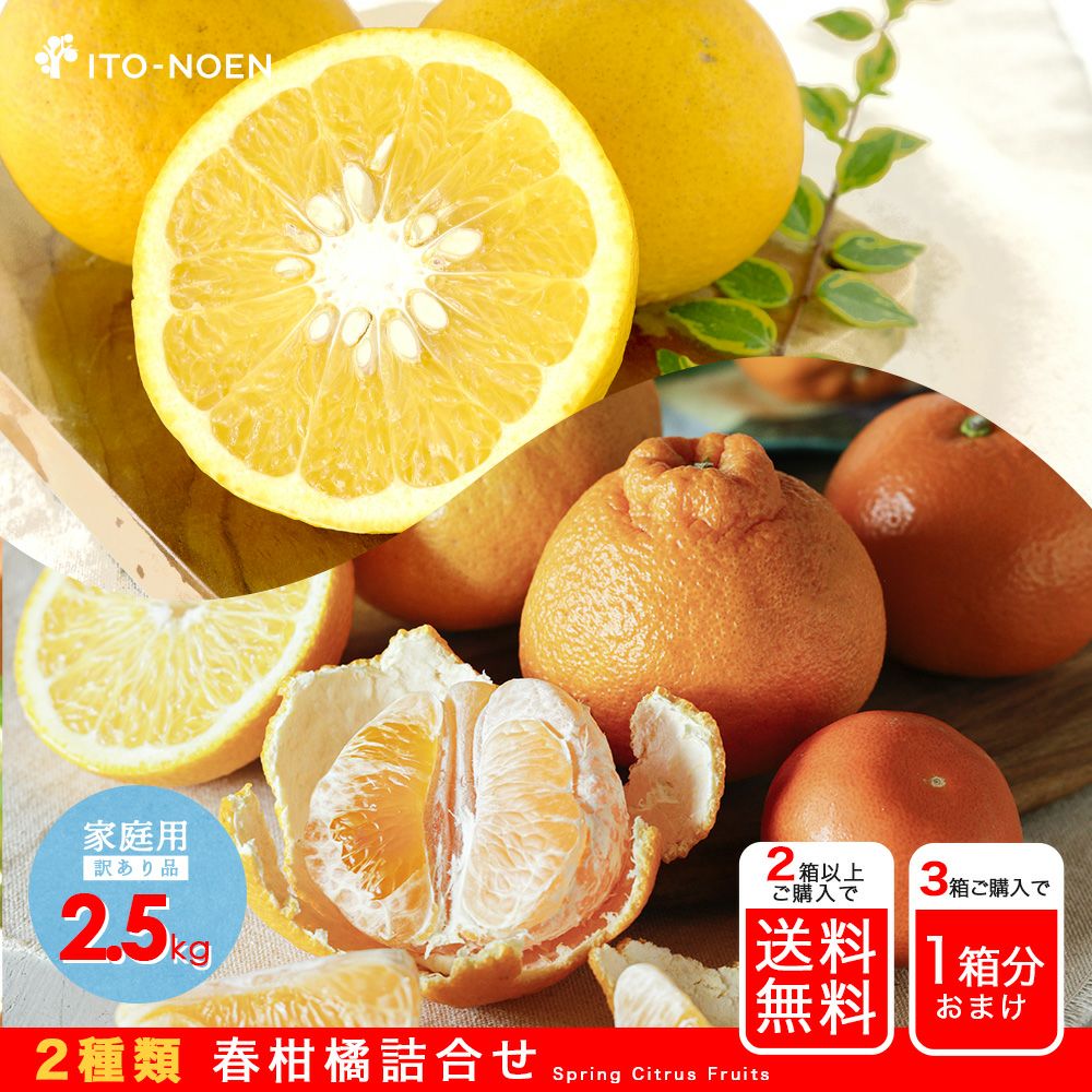 朝日新聞・夕刊】春柑橘お楽しみ箱(八朔・不知火)【家庭用(訳あり品