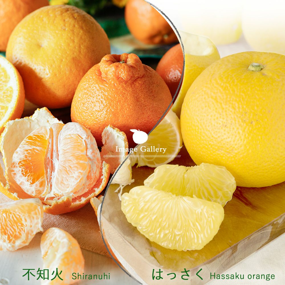 朝日新聞・夕刊】春柑橘お楽しみ箱(八朔・不知火)【家庭用(訳あり品