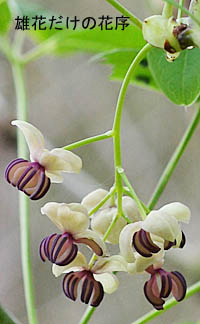アケビ Akebia quinata アケビ科 Lardizabalaceae アケビ属 三河の植物観察
