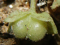 イヌノフグリ Veronica polita var. lilacina オオバコ科