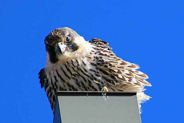 ニューヨークでハヤブサに遭遇！アメリカで絶滅危惧種 世界最速の鳥