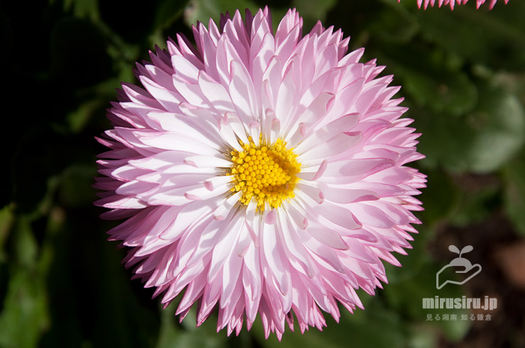 デイジー（デージー）