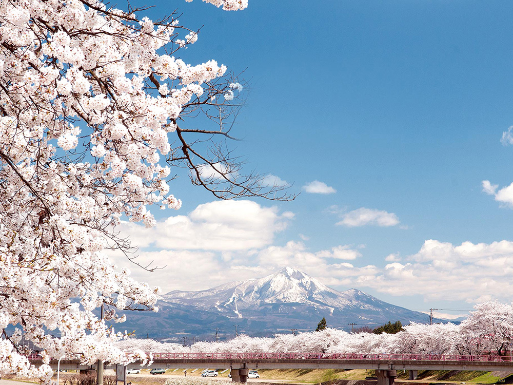 桜 – 美里のイチオシ – ミサトノ.jp