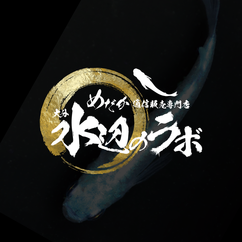 島根県 松江市|メダカ販売 めだか通販-水辺のラボ