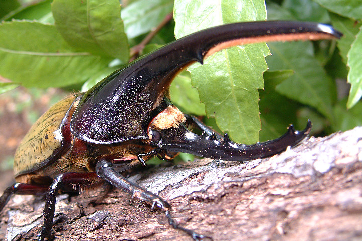 ヘラクレスオオカブトムシ