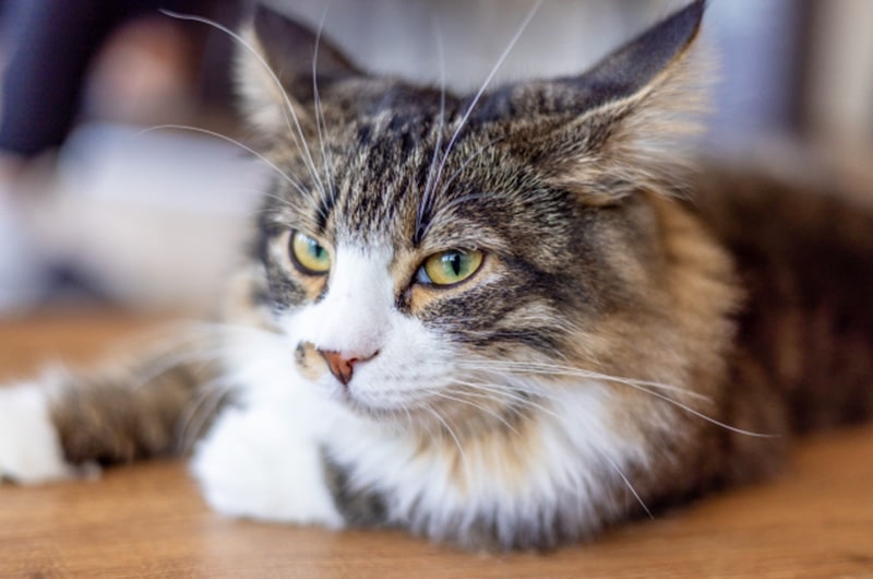 ノルウェージャンフォレストキャットの値段相場と失敗しない選び方