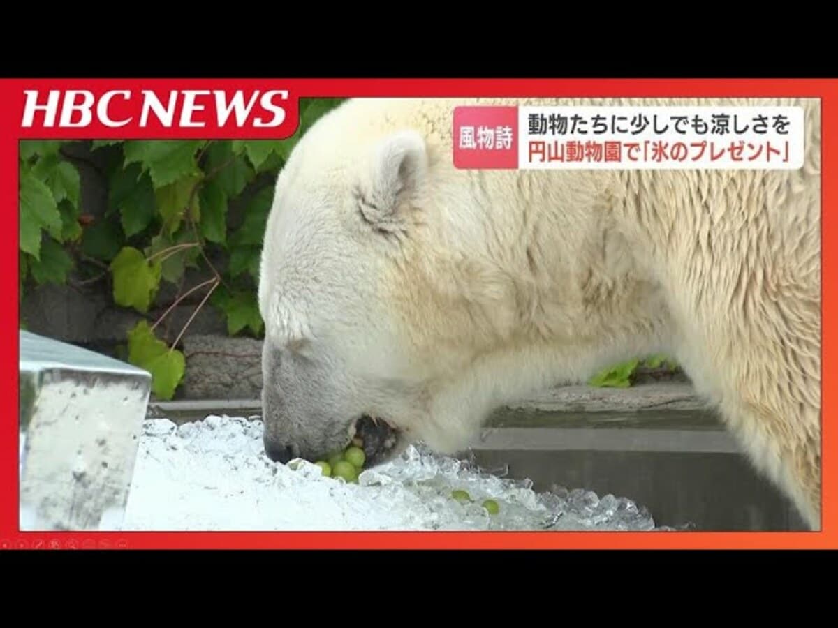 円山動物園で動物たちに“氷”のプレゼント ホッキョクグマ「ララ」もご