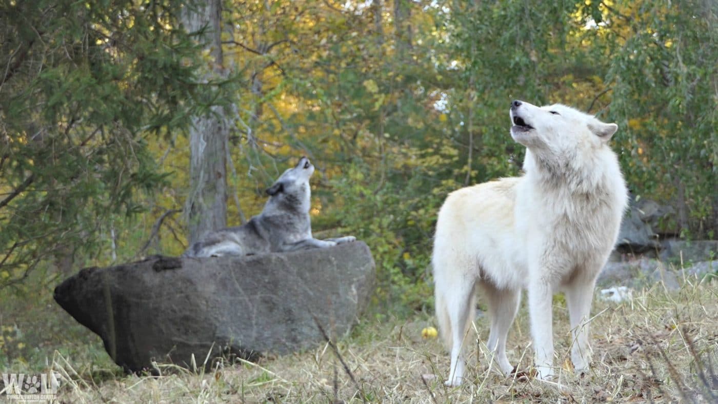 Trying to Maintain Strong Bonds from a Distance? Learn from Wolves