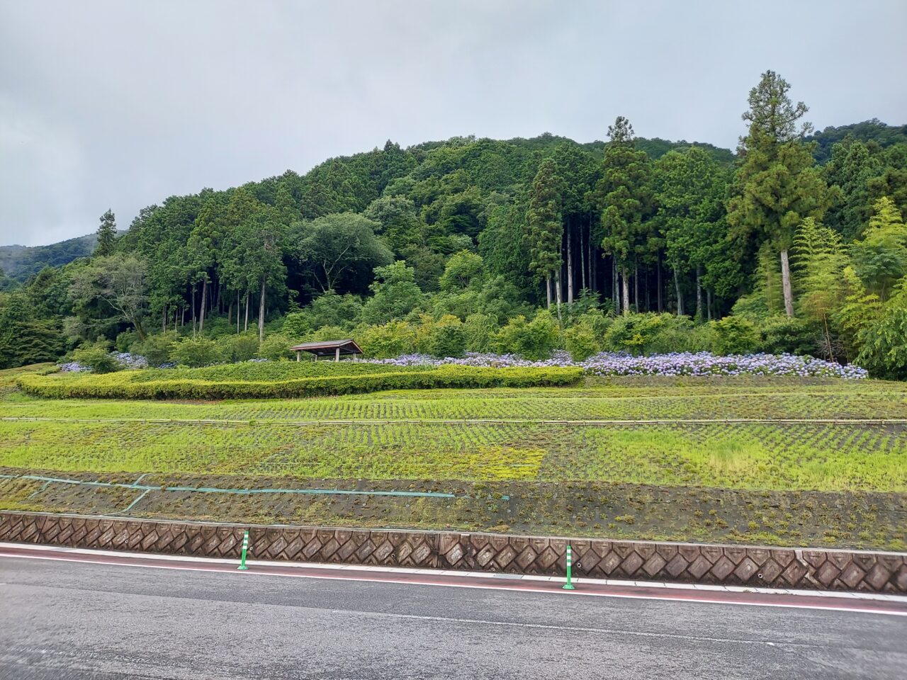 池田町】シバザクラだけじゃない！霞間ヶ渓（かまがたに）から現地の